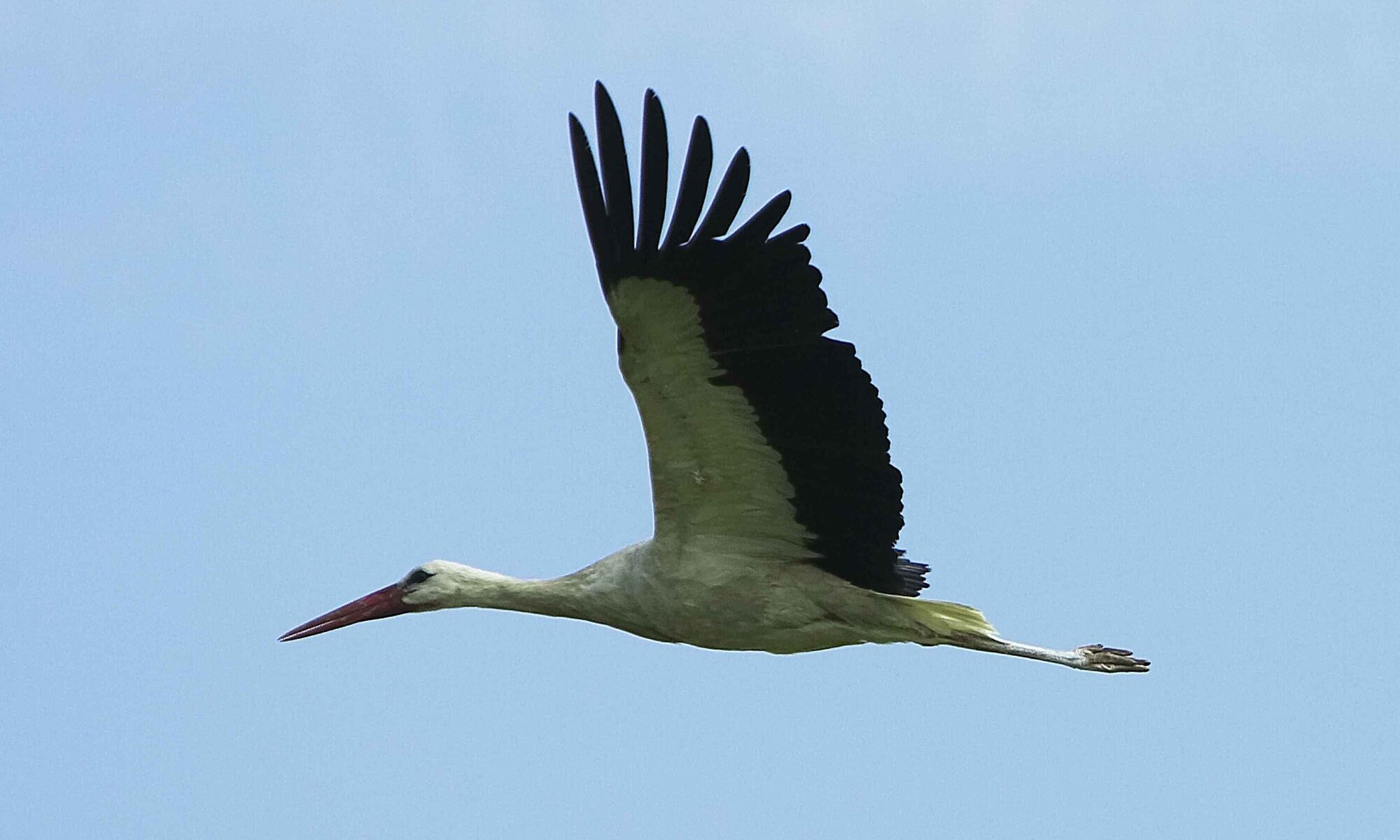 Ein fliegender Storch im Himmel im Burgenland.