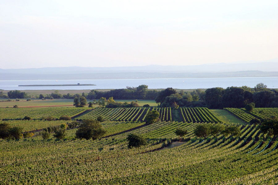 Blick über die Weinberge des Burgenlandes auf den atemberaubenden Neusiedler See