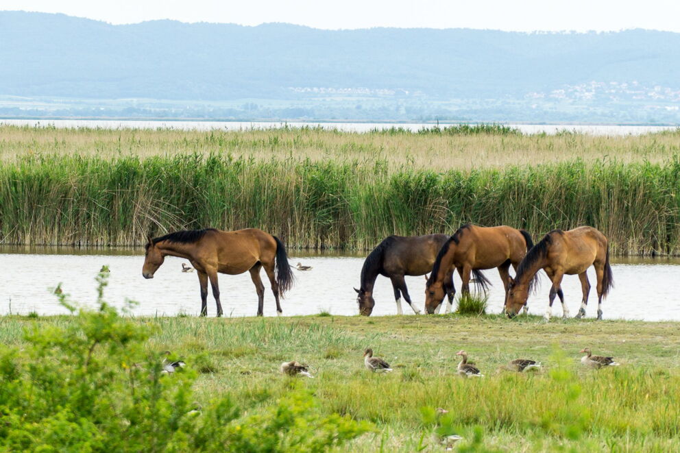 Horses on Europe's largest steppe lake, Lake Neusiedl © burgenland-tourismus-gmbh_birgit-machtinger