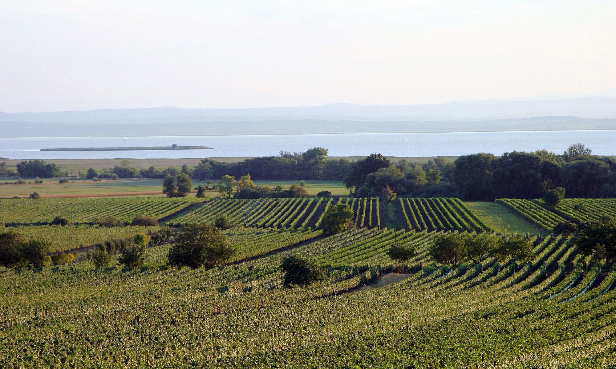 Blick über die Weinberge des Burgenlandes auf den atemberaubenden Neusiedler See