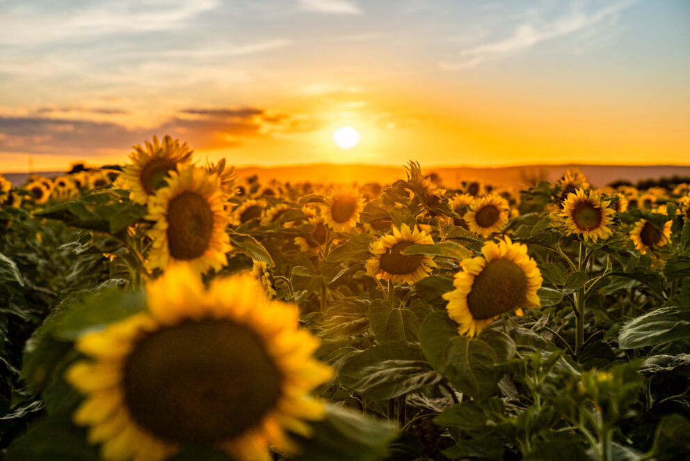 Wundervoller Sonnenuntergang vor einem Feld voller blühenden Sonnenblumen © Burgenland Tourismus GmbH - Birgit Machtinger