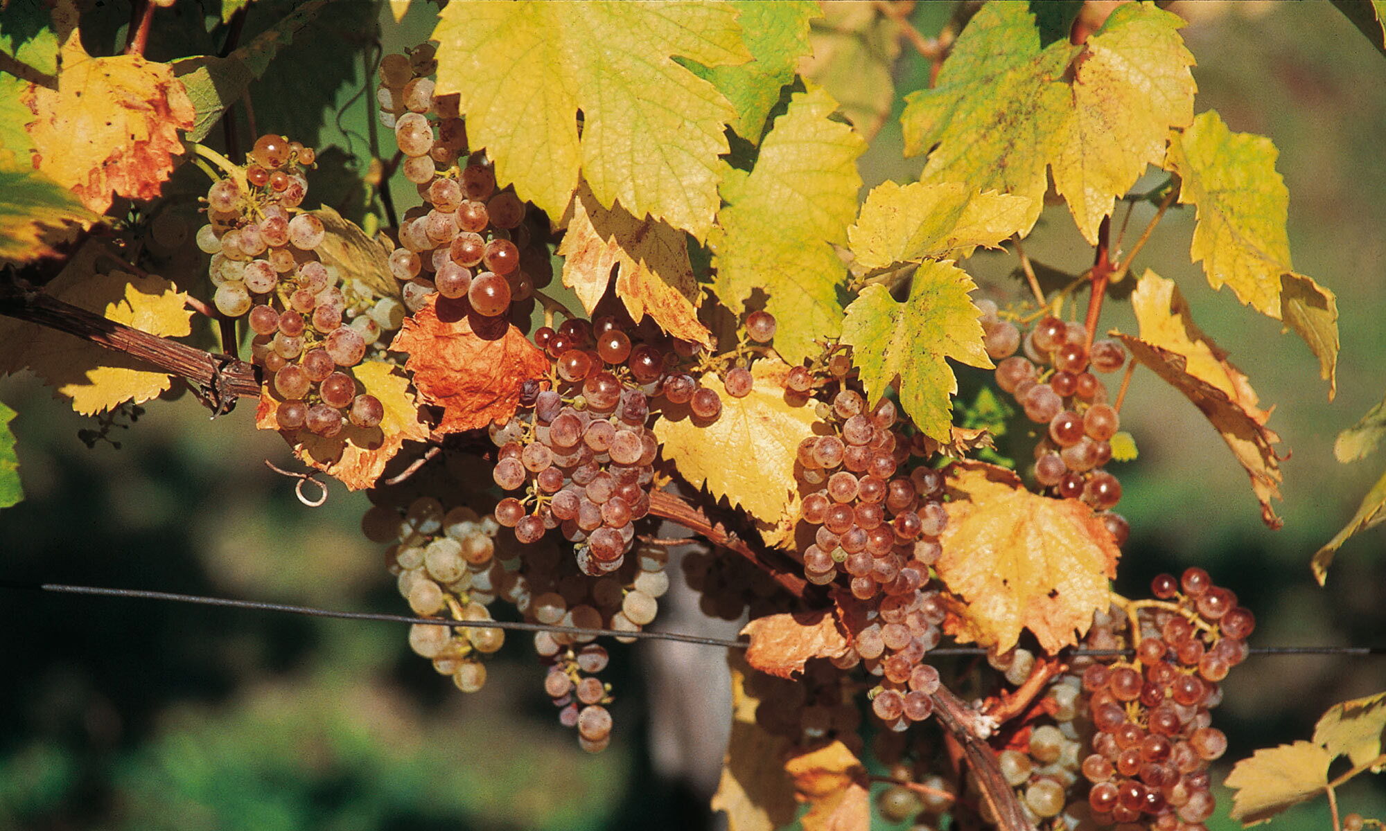 Wine grapes in the wine region around Lake Neusiedl in Burgenland
