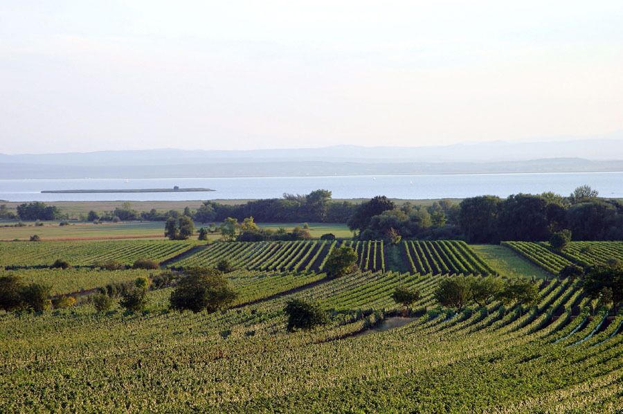 View over the vineyards of the Burgenland wine region to the breathtaking Lake Neusiedl