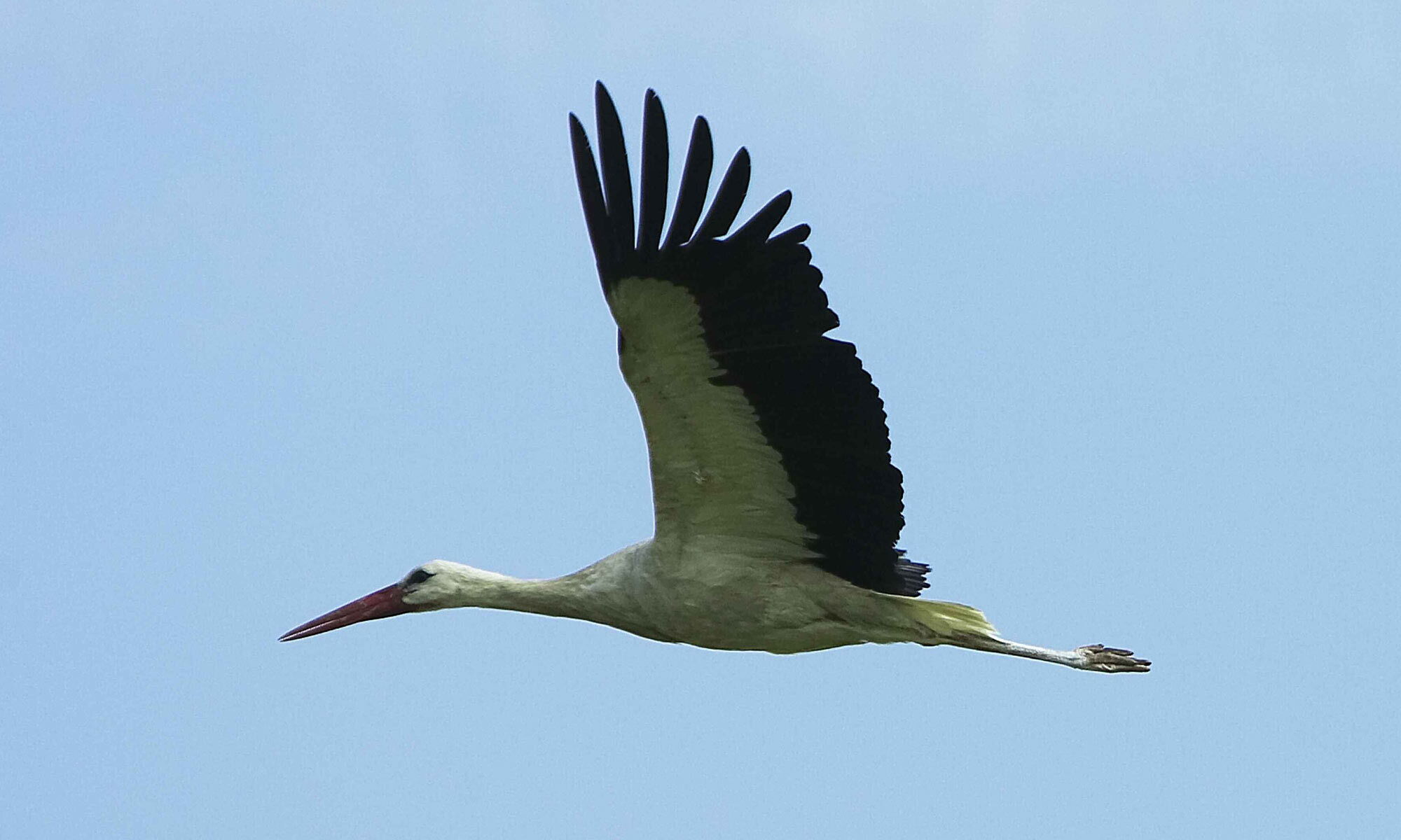Ein fliegender Storch im Himmel im Burgenland.
