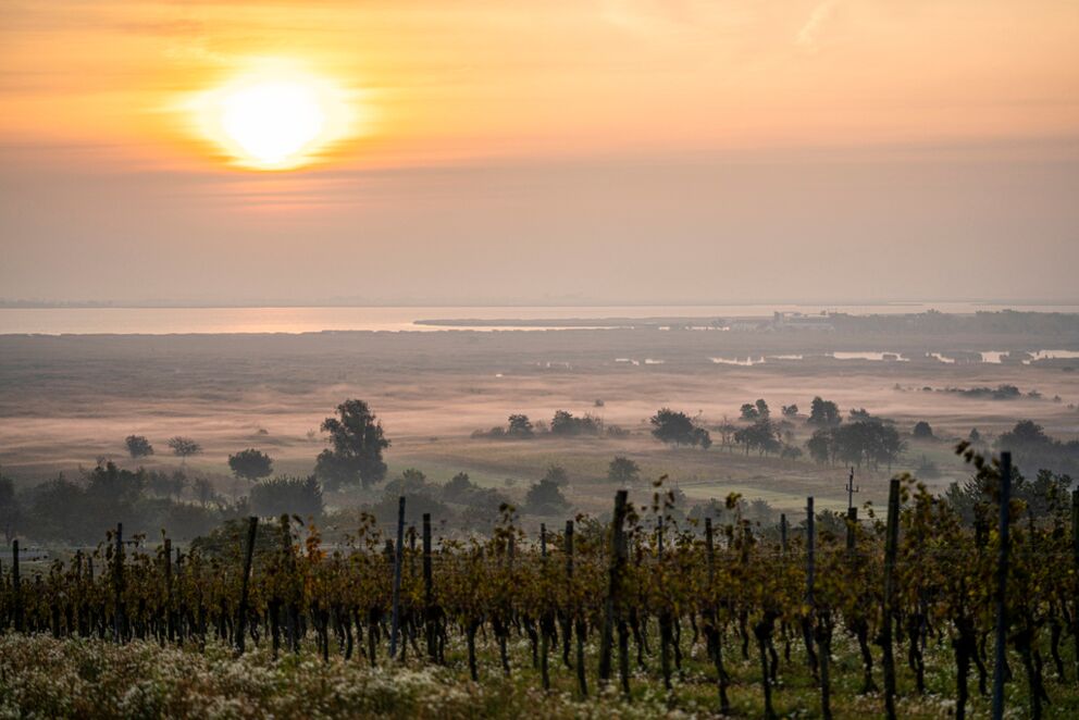 Weinlandschaft um den Neusiedler See im Burgenland in Österreich © burgenland-tourismus-gmbh_birgit-machtinger