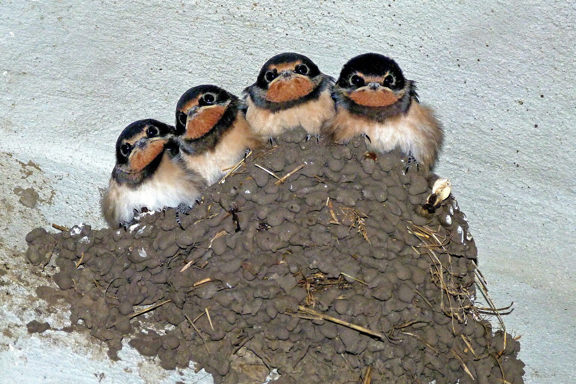 Four swallows sitting on a mound of earth.