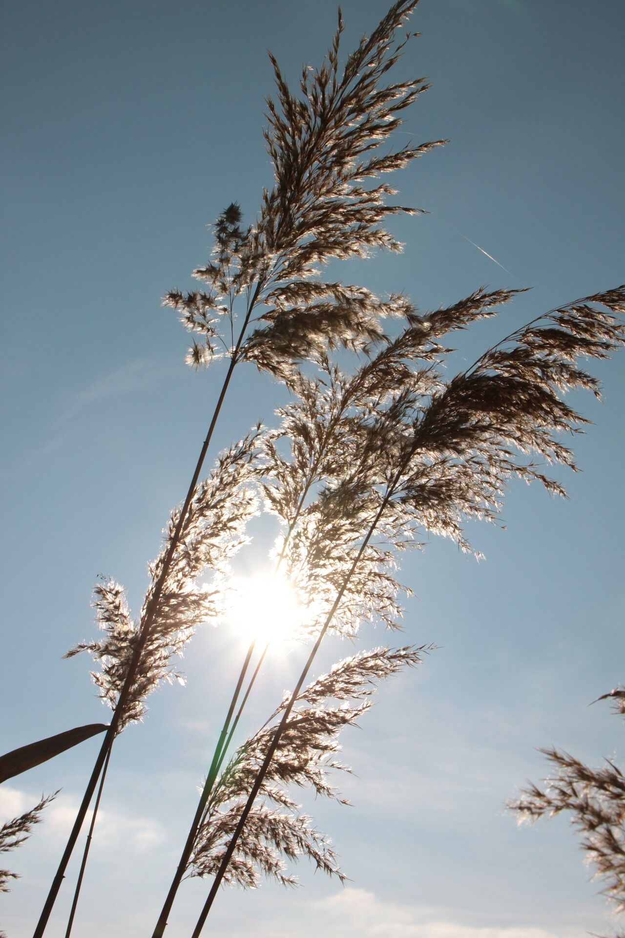 Die Sonne scheint durch hohes Gras im