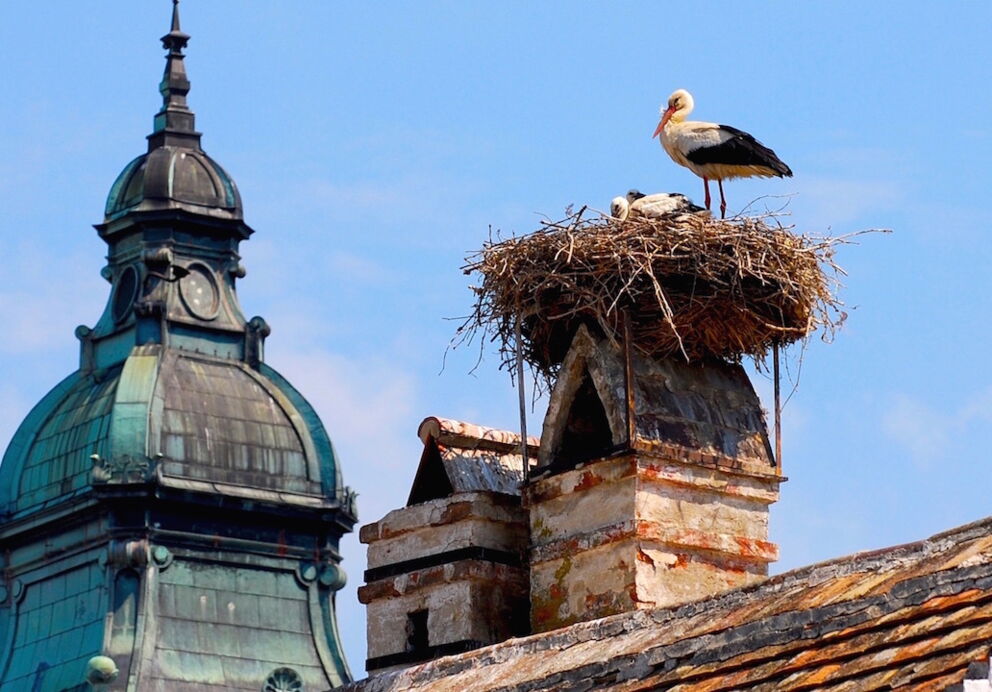 Storchennest auf einem Schornstein in Rust am Neusiedler See © burgenland-tourismus-gmbh_guenther-ippisch