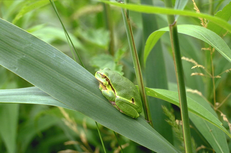 Ein grünes Blatt mit einem kleinen Frosch darauf am Neusiedler See