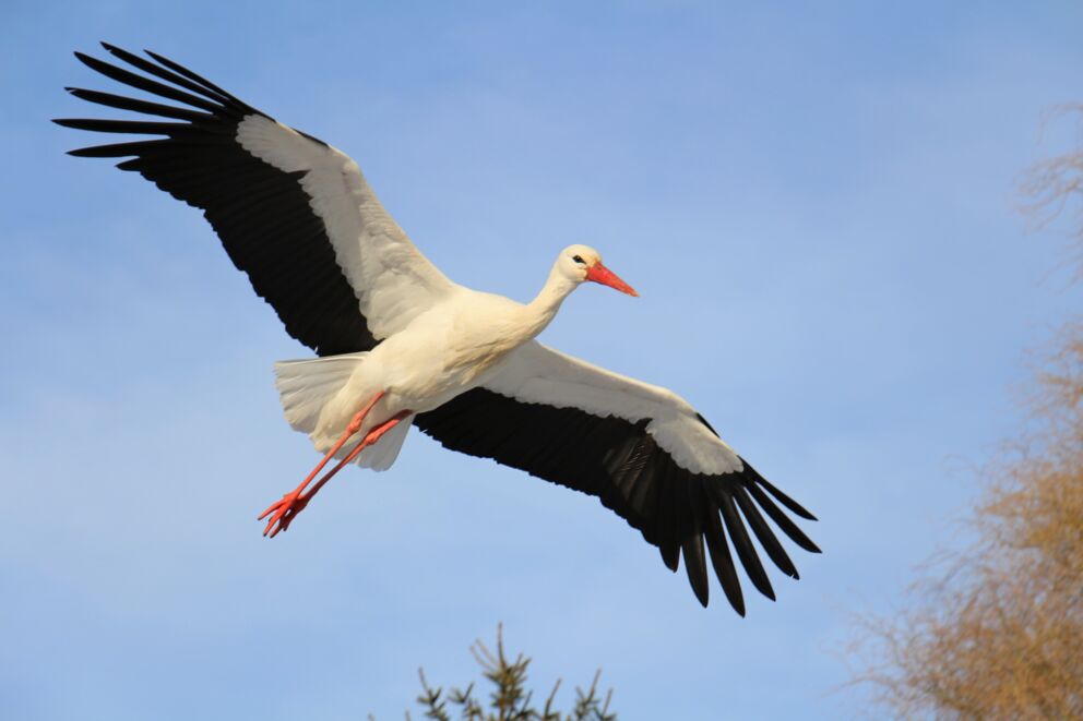 Fliegender Storch mit ausgebreiteten Flügeln am Neusiedler See © janet-unsplash