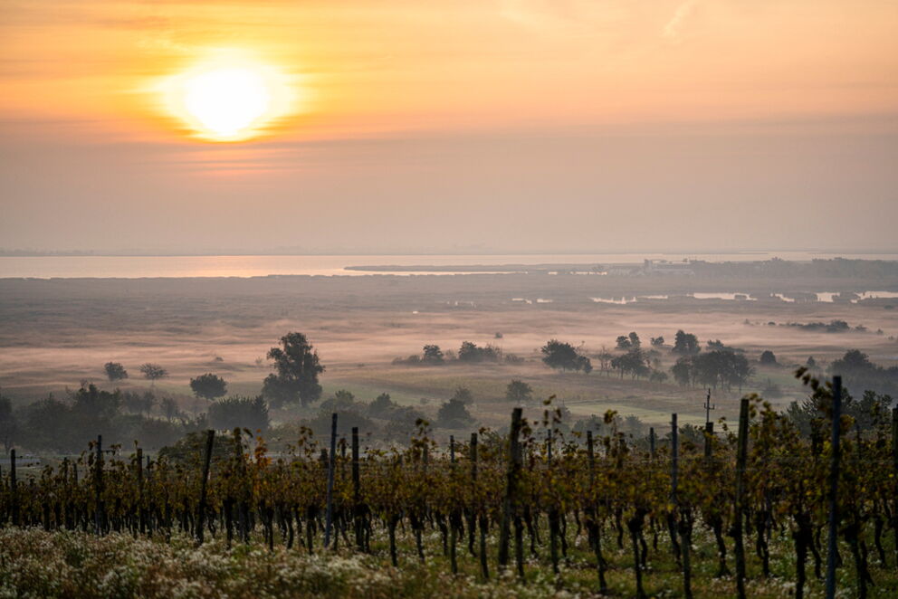 Weinlandschaft um den Neusiedler See im Burgenland in Österreich © burgenland-tourismus-gmbh_birgit-machtinger