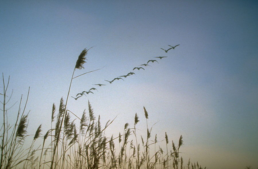 Blühendes Schilf mit einer Gruppe von fliegenden Vögeln im Hintergrund