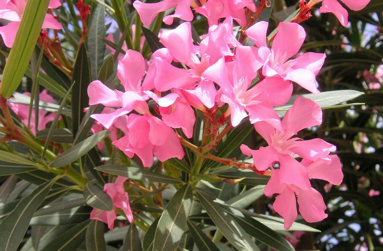 Eine rosa Oleanderblüte im Privathotel Das-Schmidt
