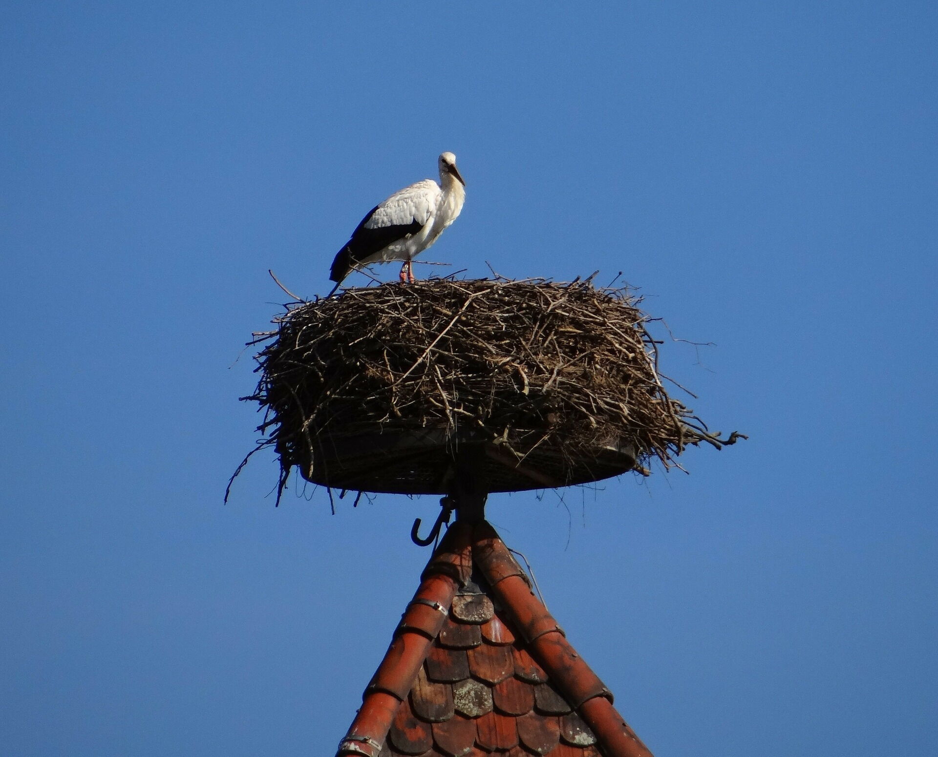 A stork on its stork's nest on the roof.