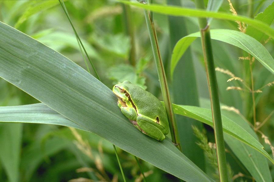 Ein grünes Blatt mit einem kleinen Frosch darauf am Neusiedler See