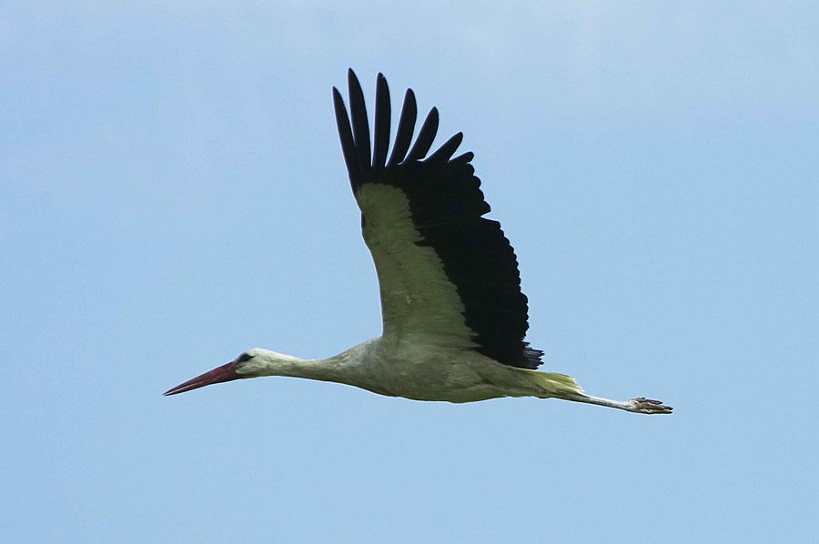 Ein fliegender Storch im Himmel im Burgenland.