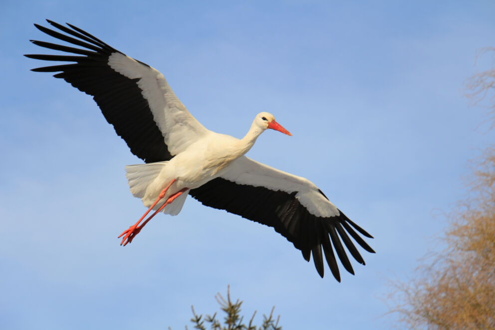 Fliegender Storch mit ausgebreiteten Flügeln am Neusiedler See © janet-unsplash
