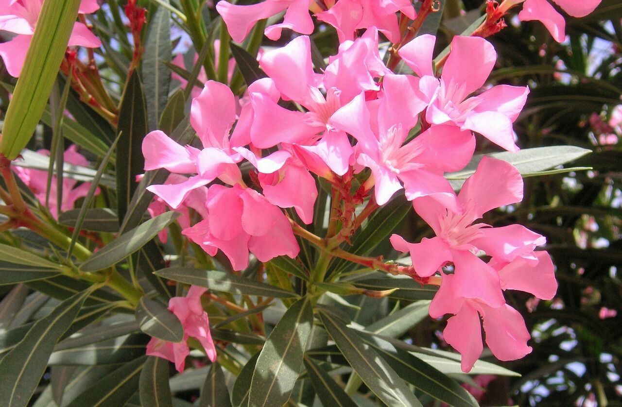 Eine rosa Oleanderblüte im Privathotel Das-Schmidt