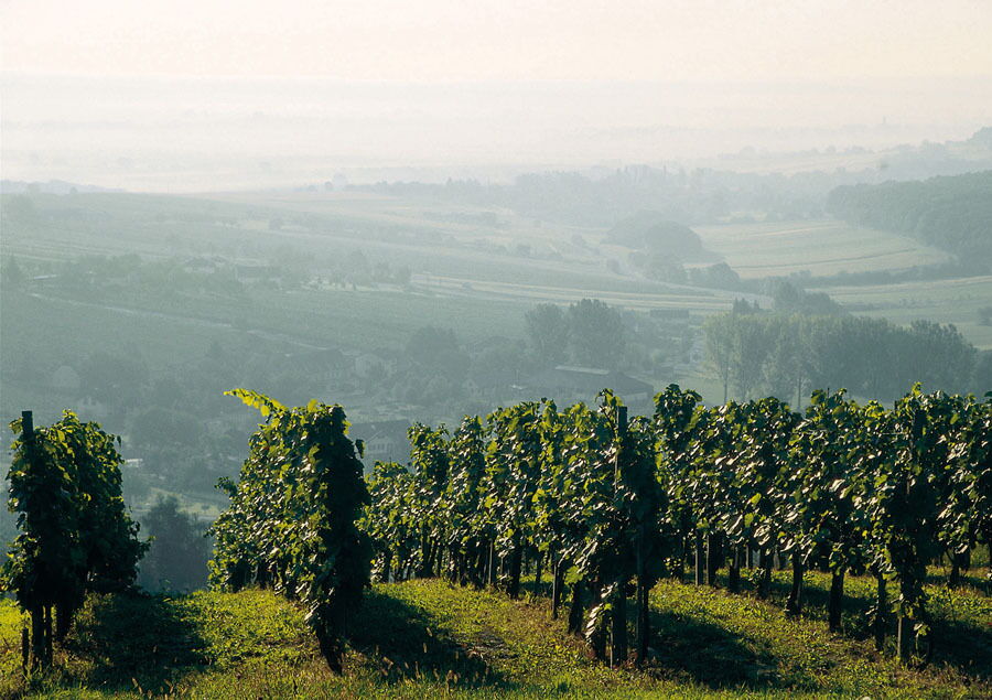 Weinlandschaft im Burgenland entdecken
