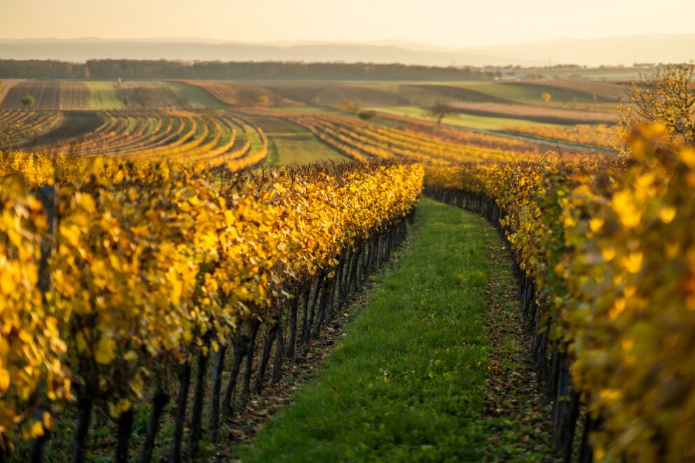 A seemingly endless vineyard at sunset in Burgenland © Burgenland Tourismus GmbH - Birgit Machtinger