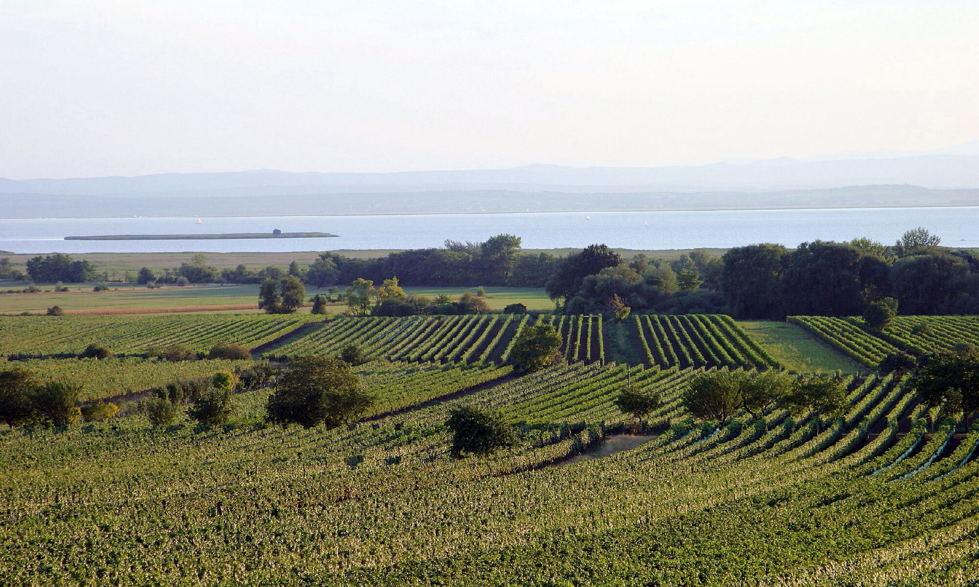 Blick über die Weinberge des Burgenlandes auf den atemberaubenden Neusiedler See