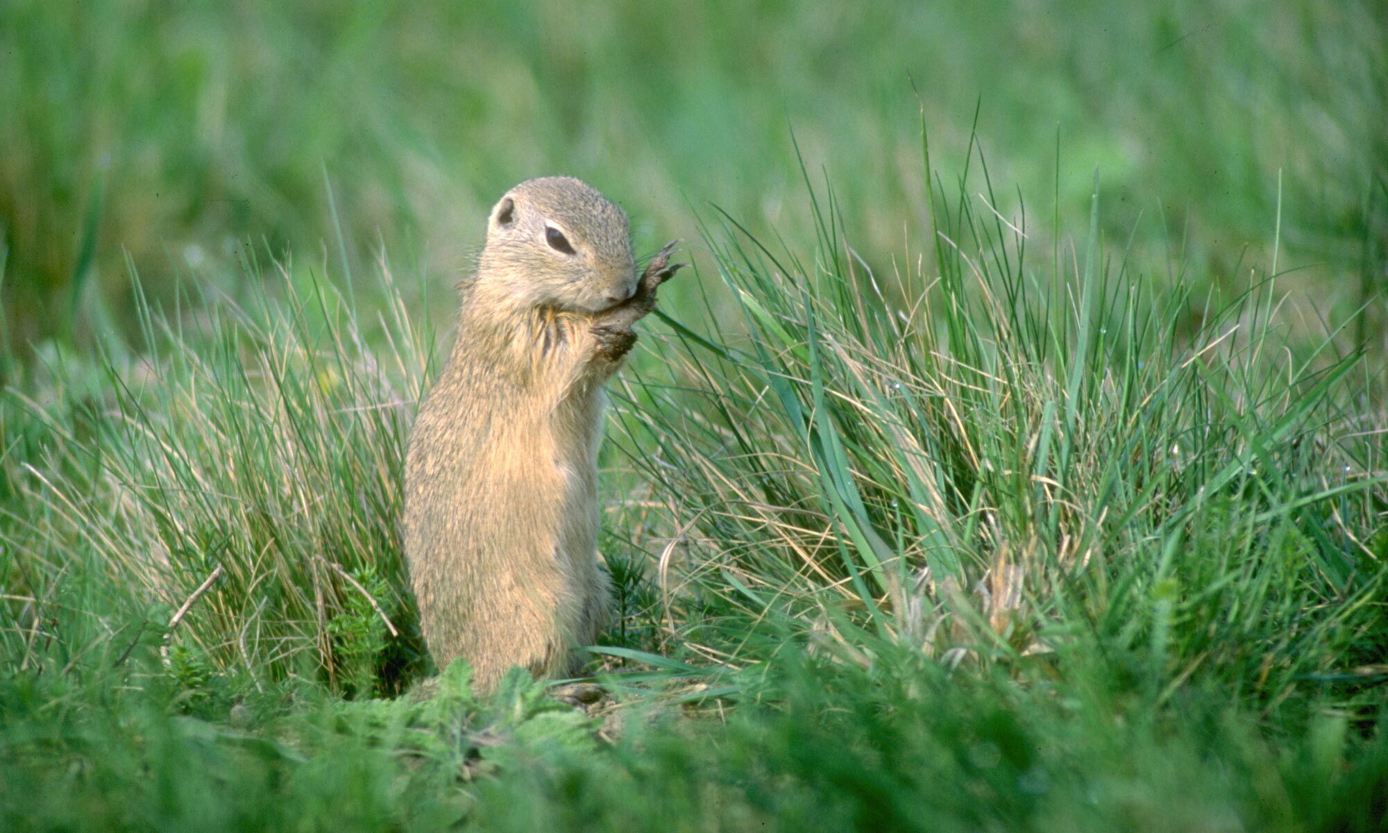 A small marmot in the Neusiedlersee Nature Park in beautiful Burgenland