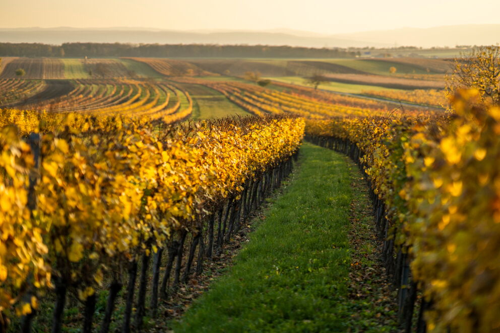 A seemingly endless vineyard at sunset in Burgenland © Burgenland Tourismus GmbH - Birgit Machtinger