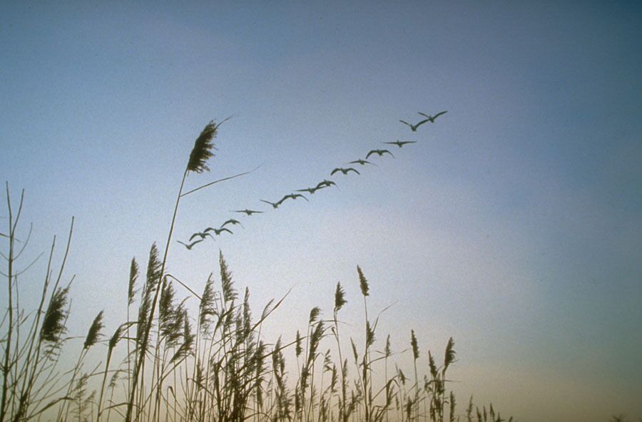 Blühendes Schilf mit einer Gruppe von fliegenden Vögeln im Hintergrund