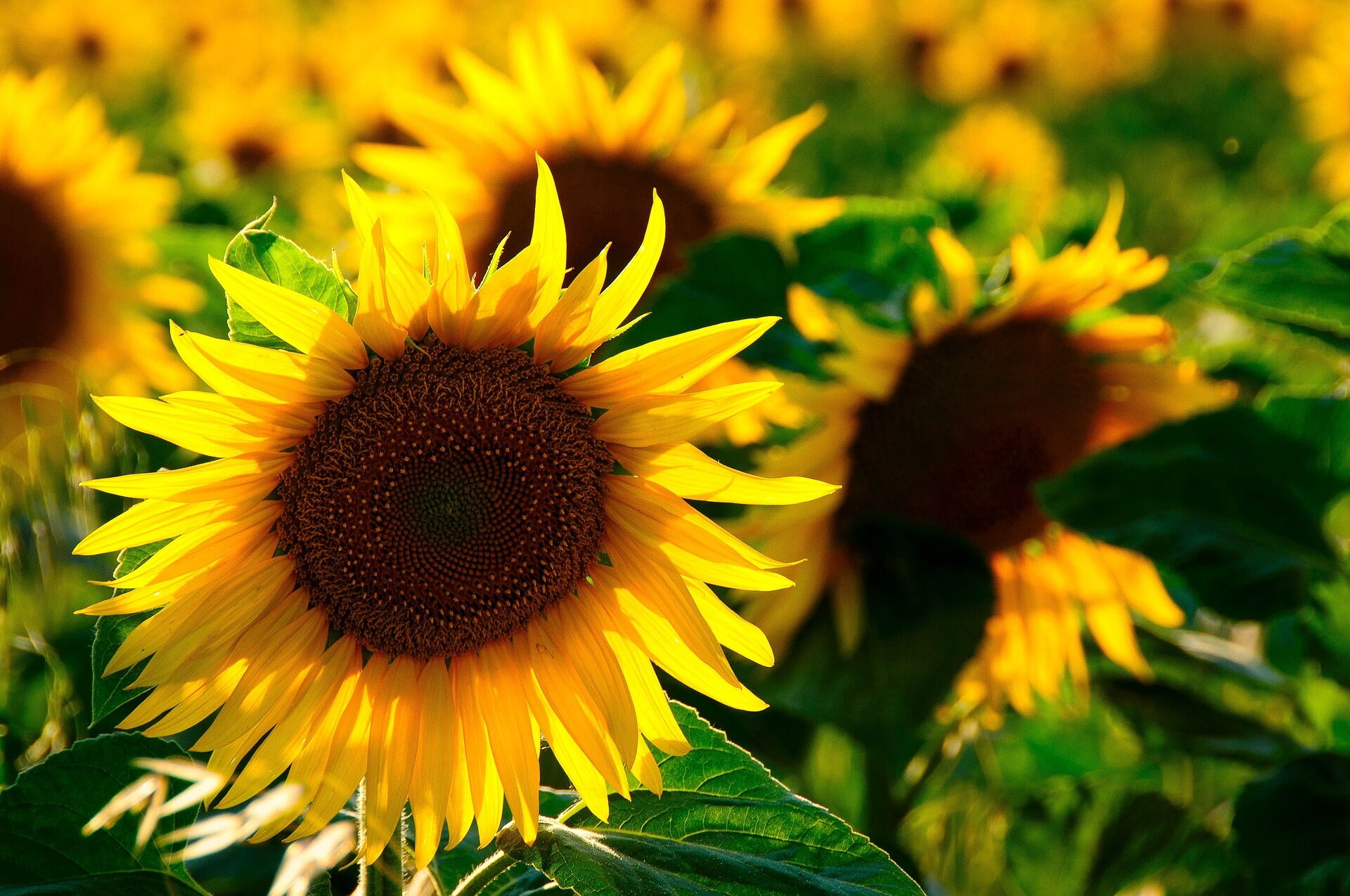 Eine gelbe Sonnenblume in der Natur im Burgenland.