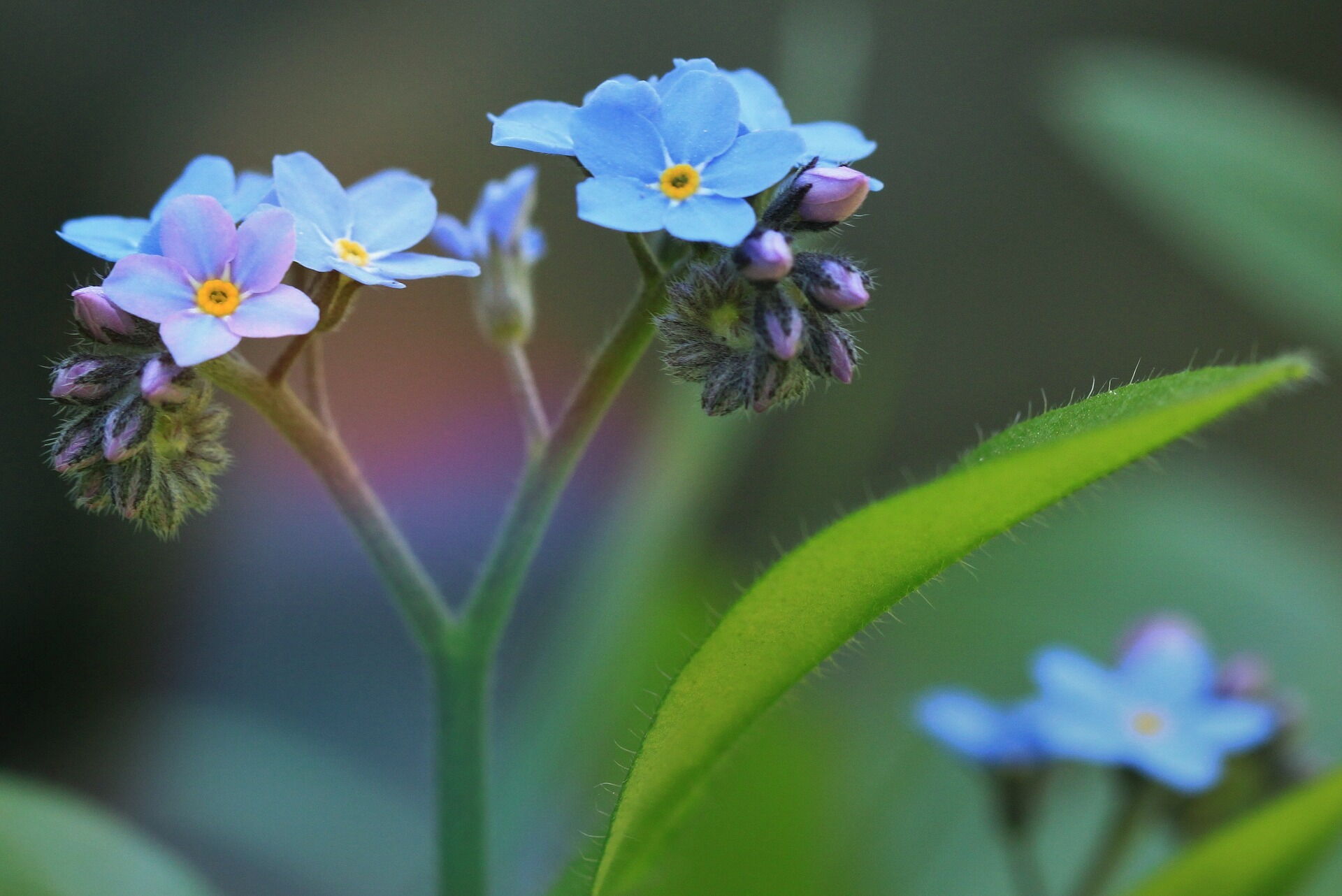 Eine blaue Vergissmeinnicht Blume