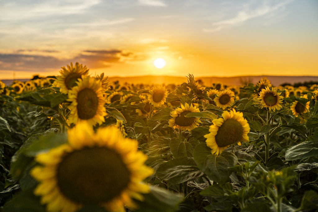 Wundervoller Sonnenuntergang vor einem Feld voller blühenden Sonnenblumen © Burgenland Tourismus GmbH - Birgit Machtinger