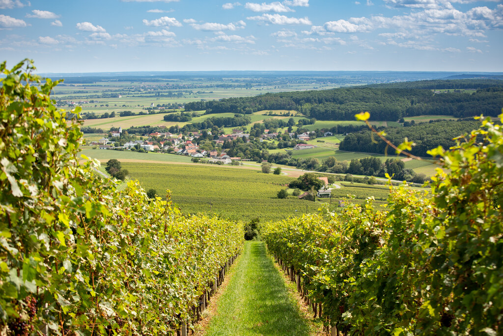 Eine wundervolle Sicht auf das Burgenland von den Weinbergen aus © Burgenland Tourismus GmbH - Andreas Hafenscher