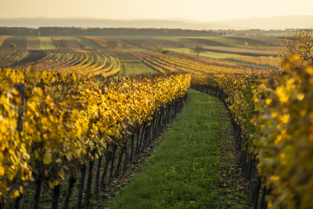 Eine unendlich erscheinende Weinplantage bei Sonnenuntergang im Burgenland© Burgenland Tourismus GmbH - Birgit Machtinger